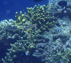 Thalassoma amblycephalus