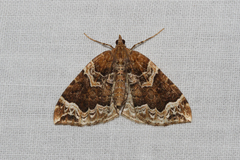 Eulithis prunata