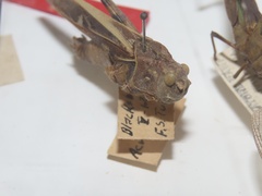 Pardalophora apiculata