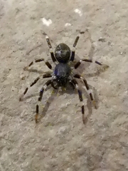 Corinnidae