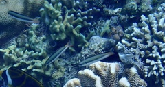 Thalassoma amblycephalus