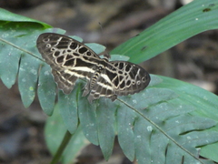 Catuna crithea