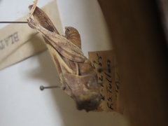 Pardalophora apiculata