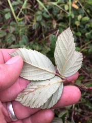 Rubus pascuus