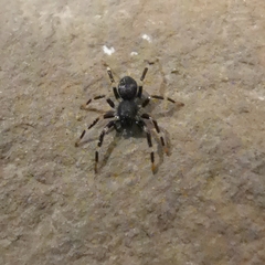 Corinnidae