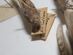 Pardalophora apiculata