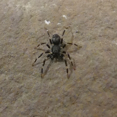 Corinnidae