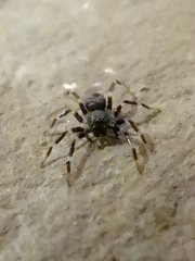 Corinnidae