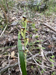 Lyperanthus serratus