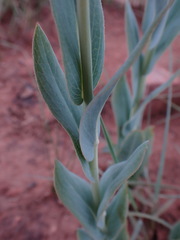 Senecio venosus