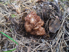 Gyromitra esculenta