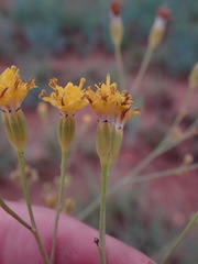 Senecio venosus