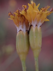Senecio venosus