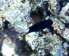 Pycnochromis margaritifer