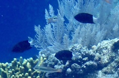 Pycnochromis margaritifer