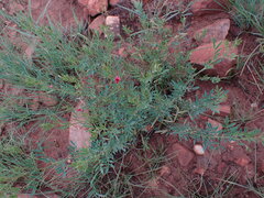 Indigofera hedyantha