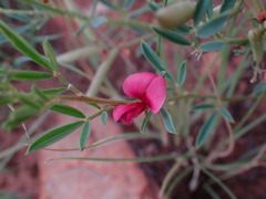 Indigofera hedyantha