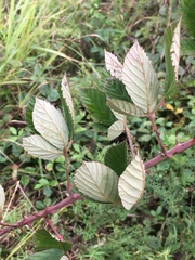 Rubus pascuus