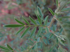 Indigofera hedyantha