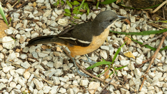 Laniarius ferrugineus