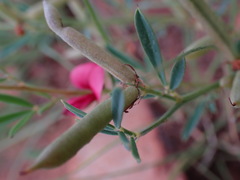 Indigofera hedyantha