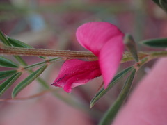 Indigofera hedyantha