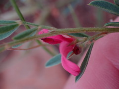 Indigofera hedyantha