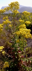 Senecio rigidus