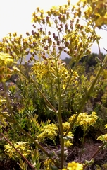 Senecio rigidus