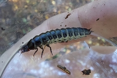 Carabus