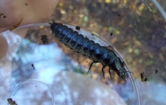 Carabus