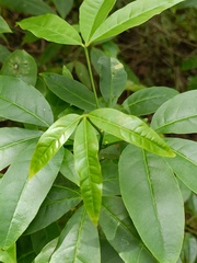 Melicope pteleifolia
