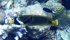 Chaetodon lunula