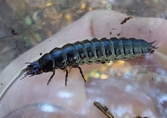Carabus