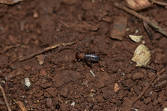 Paramogoplistes novaki