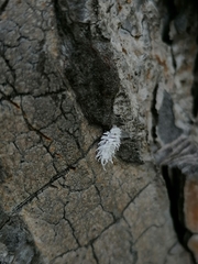 Cryptolaemus montrouzieri