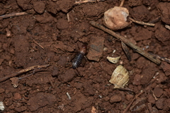 Paramogoplistes novaki