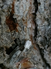 Cryptolaemus montrouzieri