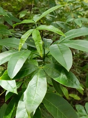 Melicope pteleifolia