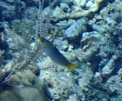 Halichoeres hortulanus