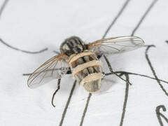 Musca domestica