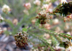 Erica ericoides