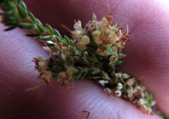 Erica ericoides