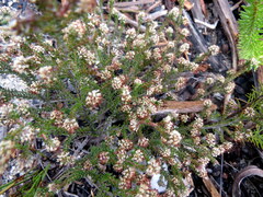 Erica ericoides