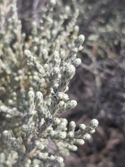 Seriphium passerinoides