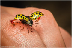 Calligrapha polyspila
