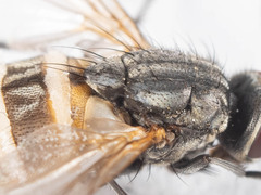 Musca domestica