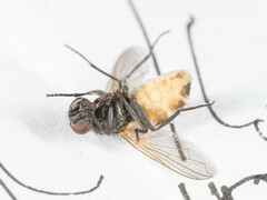 Musca domestica