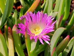 Carpobrotus chilensis