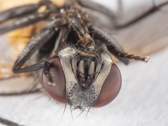 Musca domestica